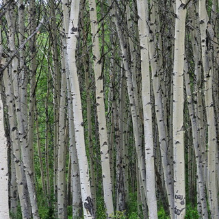 Jasper NP - Patricia Lake - Birch trees